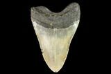 Fossil Megalodon Tooth - North Carolina #109805-2
